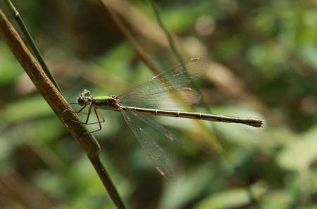 dragonflyの写真素材