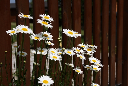 flowers whiteの写真素材