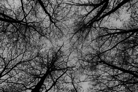 trees