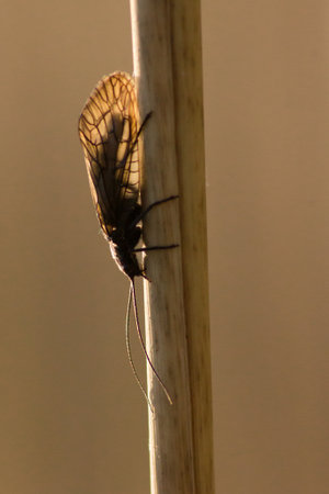 Trichoptera2