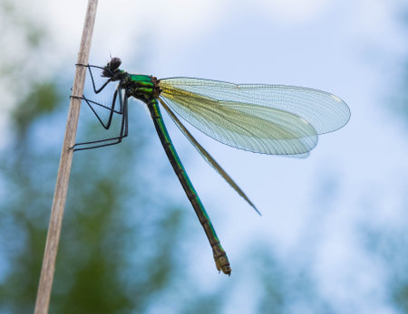 Close-up of a dragonfly resting on a twig.の写真素材