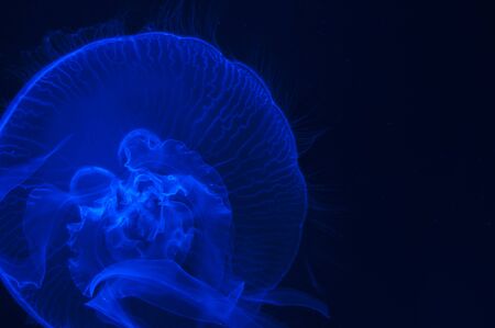 Jelly Fishの写真素材