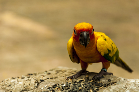 Parrotの写真素材