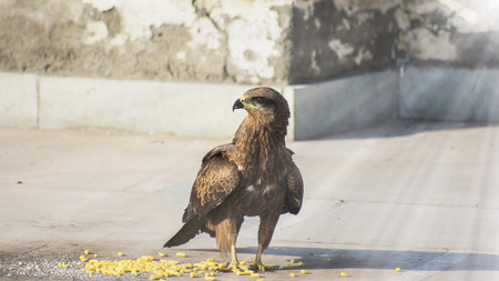 eagle king of the sky on his way to take his food and no one dares to cross his pathの写真素材