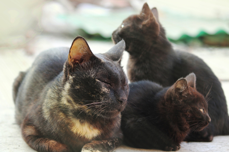 Three cats are relaxing in hot summer dayの写真素材