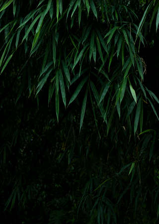 Asian Bamboo forest green bamboo leaves. bamboo leaves background, fresh green bamboo bush background. photos of green bamboo leaves .の写真素材