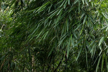 Asian Bamboo forest green bamboo leaves. bamboo leaves background, fresh green bamboo bush...