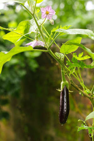 Purple eggplant flower in the garden with sunlight.の写真素材