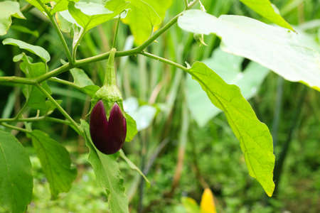Purple eggplant flower in the garden with sunlight.