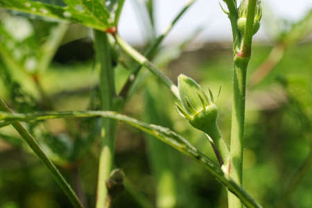 Fresh Lady Fingers, Bhindi, Okra, Abelmoschus, Esculentus, ochro, gumbo vegetable with flowers...