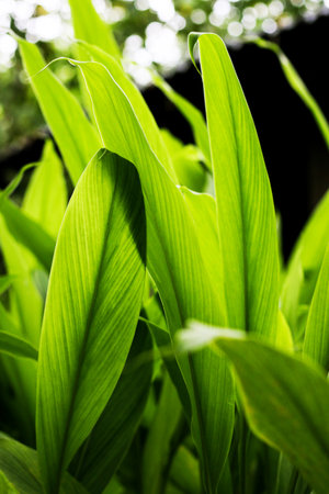 Turmeric, Haldi (Curcuma Longa) plant leaves isolated. Asian herb, India. Herbal Plant, Turmeric,...