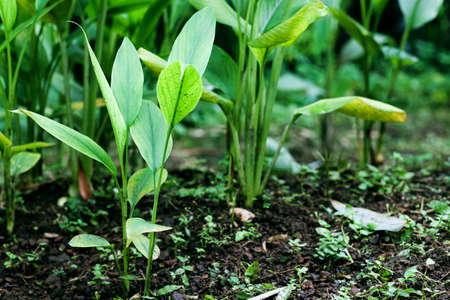Turmeric, Haldi (Curcuma Longa) plant leaves isolated. Asian herb, India. Herbal Plant, Turmeric,...