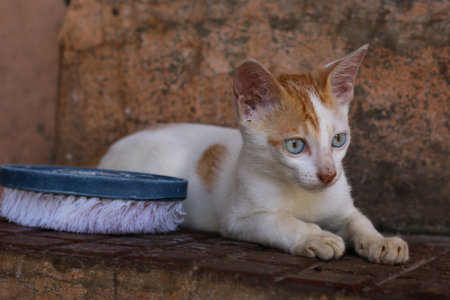 Black and white Indian cat with Beautiful blue eyes, The Potrait Picture of the Beautiful Domestic indian Cat.の写真素材