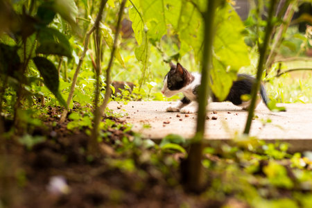 Black and white Indian cat with Beautiful blue eyes, The Potrait Picture of the Beautiful Domestic indian Cat.の写真素材