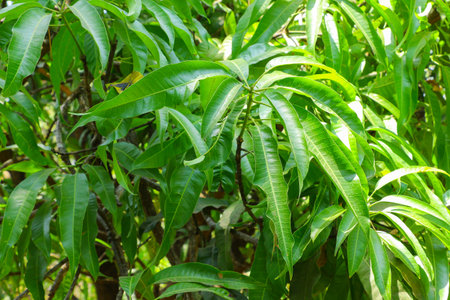 This captivating photo showcases the lush beauty of fresh green mango leaves gracefully adorning a...