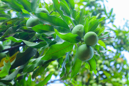 This captivating photo provides a unique perspective from below the mango tree, showcasing a cluster of green mangoes hanging overhead. The vibrant green hues of the mangoes stand out against the backdrop of the tree's branches and foliage. The upward view creates a sense of wonder and appreciation for the abundance of nature's harvest, while the mangoes exude the promise of delightful flavors to be discovered.の写真素材