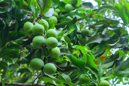 This captivating photo provides a unique perspective from below the mango tree, showcasing a cluster of green mangoes hanging overhead. The vibrant green hues of the mangoes stand out against the backdrop of the tree's branches and foliage. The upward view creates a sense of wonder and appreciation for the abundance of nature's harvest, while the mangoes exude the promise of delightful flavors to be discovered.の写真素材