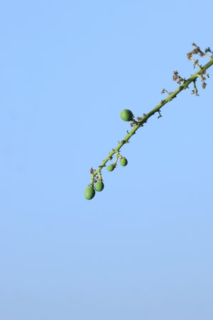 In this stunning image, a cluster of mango flowers, in full bloom, takes center stage against a picturesque sky background. Delicately positioned amidst the vibrant blue sky, the flowers exude a sense of natural beauty and promise. Adding to the charm, the presence of baby mangoes, small and nascent, hints at the forthcoming abundance and the cycle of life within the mango tree. The image encapsulates the enchanting beauty of mango blossoms and the anticipation of a fruitful season ahead.の写真素材