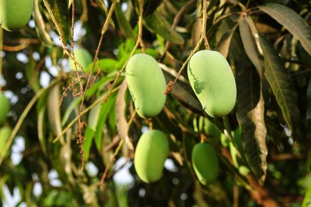 This captivating image features a solitary green mango hanging gracefully from a mango tree branch, with the lush branches and foliage serving as a beautiful backdrop. The vibrant green color of the mango stands out against the natural hues of the tree, creating a visually striking composition. The image captures the anticipation of a forthcoming harvest, evoking a sense of tranquility and the abundance of nature.の写真素材