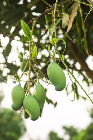 This captivating image features a solitary green mango hanging gracefully from a mango tree branch, with the lush branches and foliage serving as a beautiful backdrop. The vibrant green color of the mango stands out against the natural hues of the tree, creating a visually striking composition. The image captures the anticipation of a forthcoming harvest, evoking a sense of tranquility and the abundance of nature.の写真素材