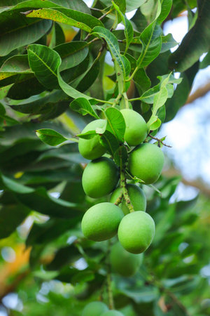This captivating image features a solitary green mango hanging gracefully from a mango tree branch, with the lush branches and foliage serving as a beautiful backdrop. The vibrant green color of the mango stands out against the natural hues of the tree, creating a visually striking composition. The image captures the anticipation of a forthcoming harvest, evoking a sense of tranquility and the abundance of nature.の写真素材