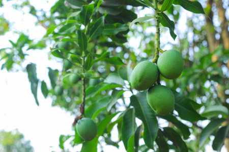 This captivating image features a solitary green mango hanging gracefully from a mango tree branch, with the lush branches and foliage serving as a beautiful backdrop. The vibrant green color of the mango stands out against the natural hues of the tree, creating a visually striking composition. The image captures the anticipation of a forthcoming harvest, evoking a sense of tranquility and the abundance of nature.の写真素材