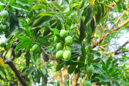 This captivating image features a solitary green mango hanging gracefully from a mango tree branch, with the lush branches and foliage serving as a beautiful backdrop. The vibrant green color of the mango stands out against the natural hues of the tree, creating a visually striking composition. The image captures the anticipation of a forthcoming harvest, evoking a sense of tranquility and the abundance of nature.の写真素材