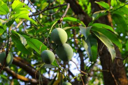 This captivating image features a solitary green mango hanging gracefully from a mango tree branch, with the lush branches and foliage serving as a beautiful backdrop. The vibrant green color of the mango stands out against the natural hues of the tree, creating a visually striking composition. The image captures the anticipation of a forthcoming harvest, evoking a sense of tranquility and the abundance of nature.の写真素材