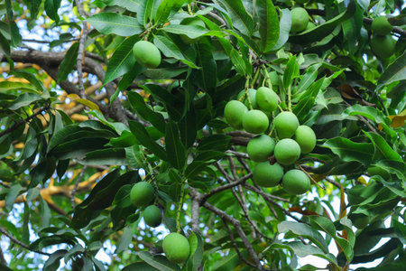 This captivating image features a solitary green mango hanging gracefully from a mango tree branch, with the lush branches and foliage serving as a beautiful backdrop. The vibrant green color of the mango stands out against the natural hues of the tree, creating a visually striking composition. The image captures the anticipation of a forthcoming harvest, evoking a sense of tranquility and the abundance of nature.の写真素材