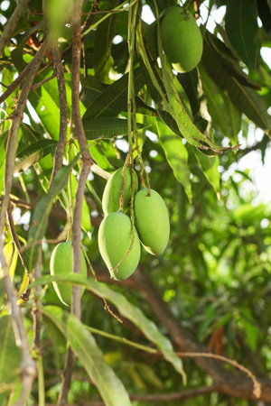 This captivating image features a solitary green mango hanging gracefully from a mango tree branch, with the lush branches and foliage serving as a beautiful backdrop. The vibrant green color of the mango stands out against the natural hues of the tree, creating a visually striking composition. The image captures the anticipation of a forthcoming harvest, evoking a sense of tranquility and the abundance of nature.の写真素材