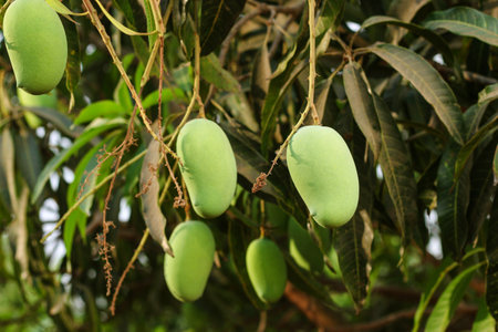 This captivating image features a solitary green mango hanging gracefully from a mango tree branch, with the lush branches and foliage serving as a beautiful backdrop. The vibrant green color of the mango stands out against the natural hues of the tree, creating a visually striking composition. The image captures the anticipation of a forthcoming harvest, evoking a sense of tranquility and the abundance of nature.の写真素材