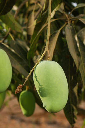 In this mesmerizing image, a single green Alphonso mango hangs gracefully from a tree branch, bathed in warm sunlight. The mango glistens with a vibrant green hue, accentuated by the play of light and shadow. The image captures the essence of anticipation, as the succulent mango ripens, promising a delightful burst of sweetness and the unmistakable flavor of the prized Alphonso variety.の写真素材