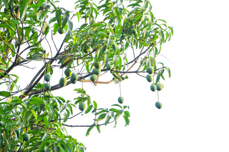 This visually appealing image features a ripe green mango hanging gracefully from a mango tree branch against a clean white background. The vibrant green color of the mango stands out, showcasing its ripeness and freshness. The composition creates a striking contrast between the fruit and the pristine white backdrop, emphasizing the natural beauty and simplicity of the mango. This image conveys a sense of anticipation and the promise of a delicious tropical treat.の写真素材