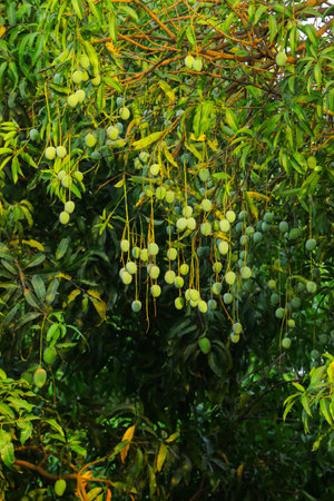 In this awe-inspiring image, a tree stands adorned with a multitude of green mangoes, showcasing a bountiful harvest. The branches sag under the weight of the luscious fruits, creating a breathtaking sight of abundance and growth. The vibrant green hues of the mangoes against the backdrop of the tree's lush foliage evoke a sense of freshness, vibrancy, and promise, a testament to the natural cycle of life, the rich rewards of nature's nurturing, and the joys of tropical fruit farming.の写真素材