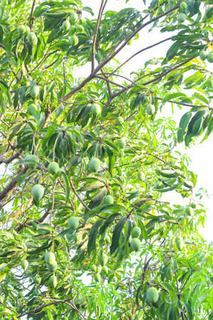 In this awe-inspiring image, a tree stands adorned with a multitude of green mangoes, showcasing a bountiful harvest. The branches sag under the weight of the luscious fruits, creating a breathtaking sight of abundance and growth. The vibrant green hues of the mangoes against the backdrop of the tree's lush foliage evoke a sense of freshness, vibrancy, and promise, a testament to the natural cycle of life, the rich rewards of nature's nurturing, and the joys of tropical fruit farming.の写真素材