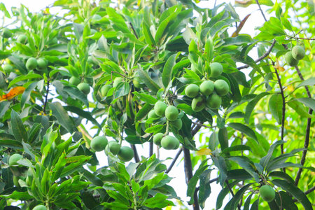 In this awe-inspiring image, a tree stands adorned with a multitude of green mangoes, showcasing a bountiful harvest. The branches sag under the weight of the luscious fruits, creating a breathtaking sight of abundance and growth. The vibrant green hues of the mangoes against the backdrop of the tree's lush foliage evoke a sense of freshness, vibrancy, and promise, a testament to the natural cycle of life, the rich rewards of nature's nurturing, and the joys of tropical fruit farming.の写真素材