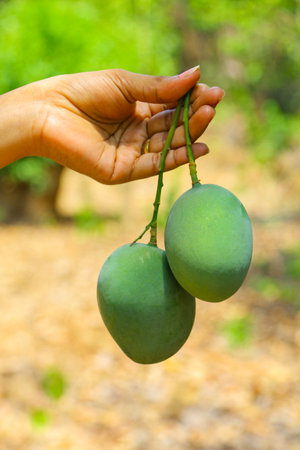 In this captivating image, the hands of a woman delicately cradle two plump green mangos, complete with their stems intact. The composition showcases the beauty of nature's bounty as the woman's hands highlight the vibrant green color and the lusciousness of the fruits. The image captures the anticipation of savoring these freshly picked mangoes, evoking a sense of freshness and abundance.の写真素材
