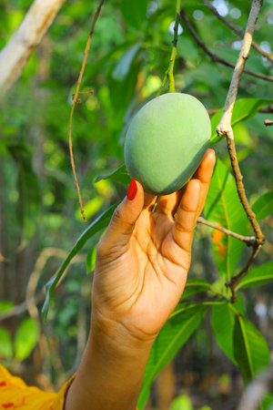 In this delightful image, a woman is captured in the act of carefully picking a ripe green mango from a tree. With a gentle touch, she plucks the mango, showcasing the connection between humans and nature's bountiful offerings. The vibrant green hues of the mango and the lush foliage surrounding the woman create a captivating scene, representing the joy of harvesting and savoring nature's delicious gifts.の写真素材