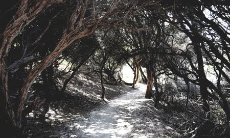 Pathway into dense woodsの写真素材