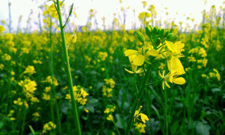 Beautiful yellow flowers in spring season