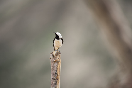 Bird perching on a tree trunk
