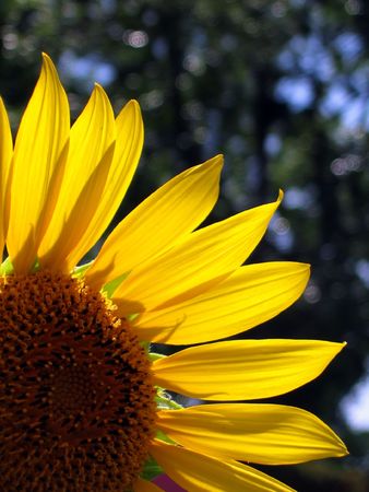 Backlit Sunflower -- partial view, about a quarter of the circleの写真素材