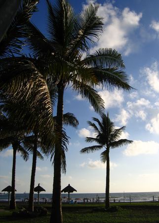 Tropical Beach -- with palm trees and straw shadesの写真素材