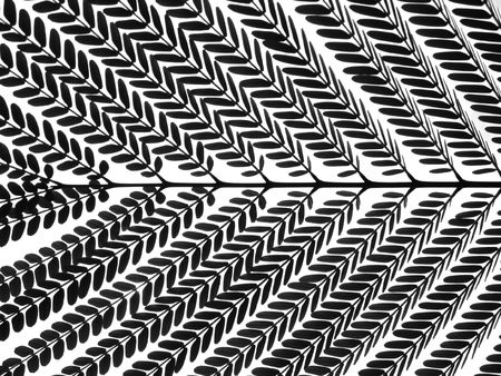  -- it is also called Royal Poinciana
の写真素材