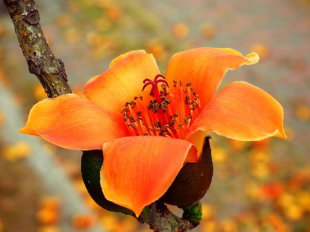 Red Silk Cotton Tree -- a tropical tree with the Latin name Bombax Ceibaの写真素材
