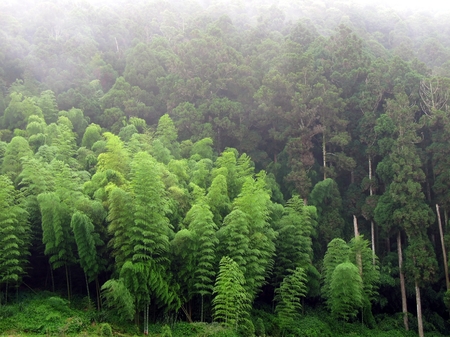 Bamboo and Cypress Forest -- a misty forest in Taiwan's mountain regionの写真素材