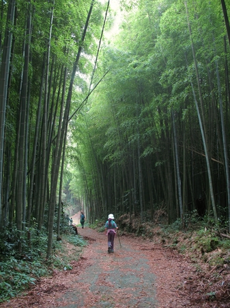 Bamboo Road -- a hike through a dense bamboo forestの写真素材