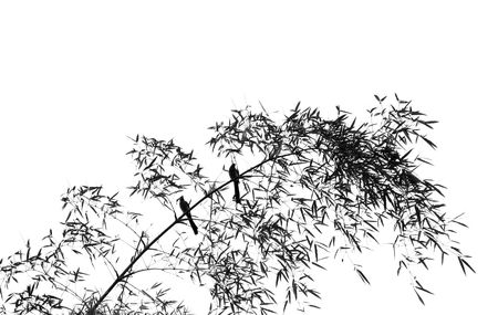 Birds on a Bamboo Tree -- resembling a Chinese paintingの写真素材