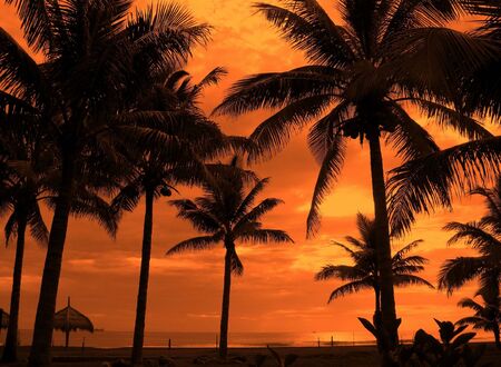 Tropical Beach -- palm trees and ocean shore on an afternoonの写真素材