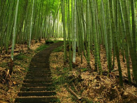 Green Bamboo -- a path leads through a lush bamboo forest in Taiwanの写真素材